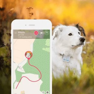 Collare GPS per Cani