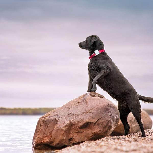 Collare GPS per Cani (Vetrina)