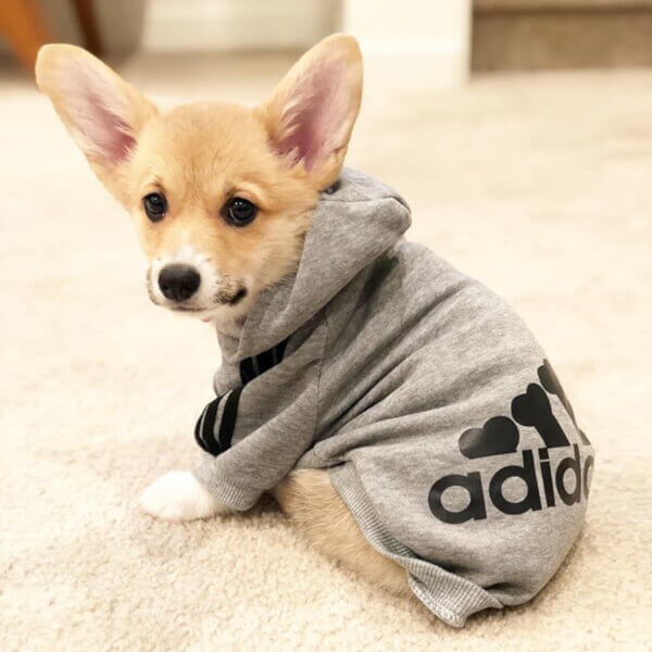 Felpa per Cani (Grigio)