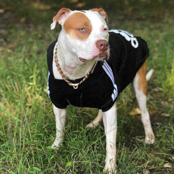 Felpa per Cani (Nero)